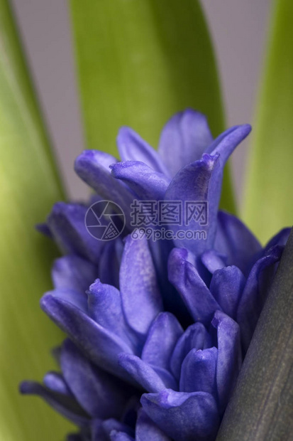 深底背景的蓝色花朵Hyacinth与工图片