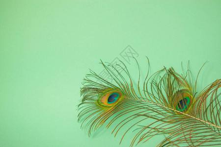 孔雀尾巴上的美丽的羽毛背景图片