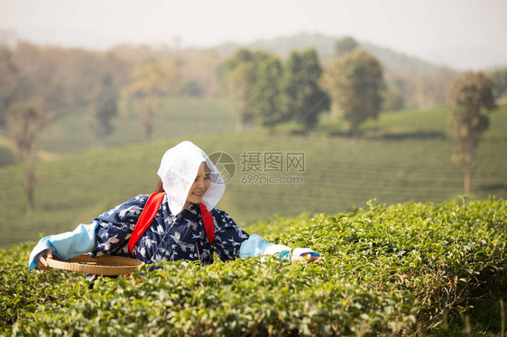 清晨在绿茶田里采绿色茶叶的日本女工图片