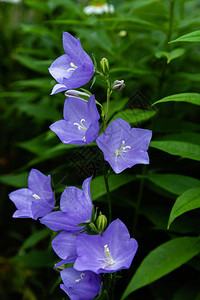 花蓝铃风铃草安瓿特写花园里图片