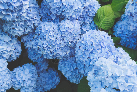 花园里盛开的鲜蓝色花朵关闭了花朵图片
