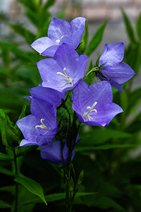 花蓝铃风铃草安瓿特写花园里背景