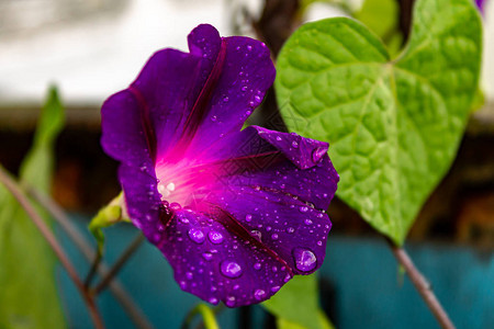 花紫色特写在雨滴芽的花瓣上图片