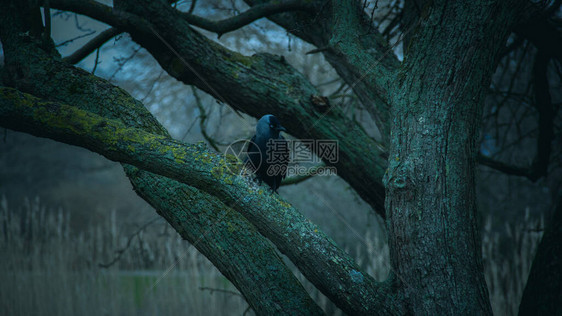 黄昏寒冬日一只孤单地坐在树枝图片