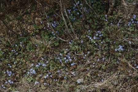 上森林里的蓝色小花图片
