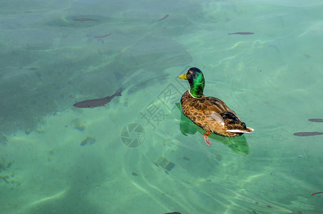 普利维茨湖动物鸭子和鱼图片