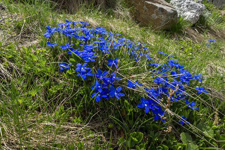 Gentianaverna山花布图片