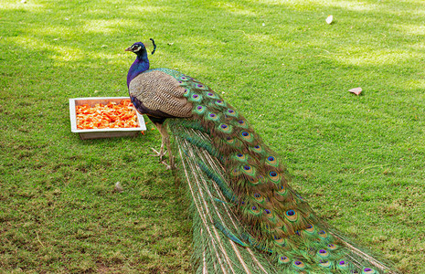孔雀在公园吃东西背景图片