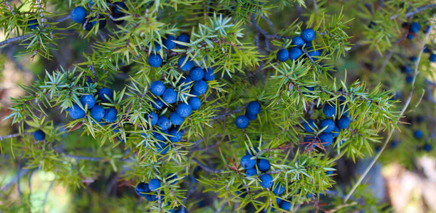 树上有很多蓝色的朱尼伯浆果朱尼珀图片