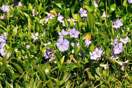 春园中长春小花紫蓝花图片