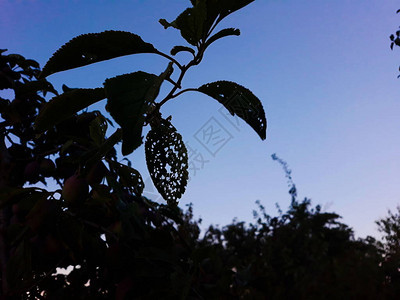 树上叶子的树枝上的梅子水果刚开始变图片