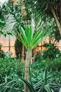 Dracaena家庭在春日在一个植物园里种植非图片