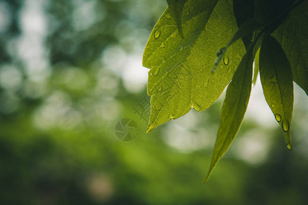 雨后的水滴从树木特写的绿叶中流出在阳光明媚的日子里下雨自然宏观图片