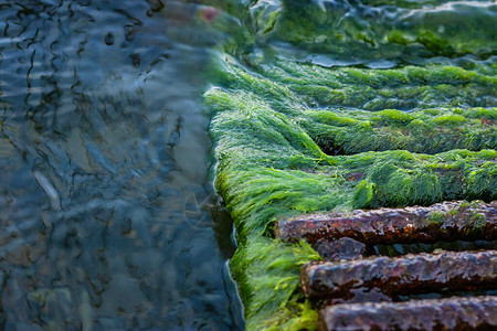 绿海藻质地图片
