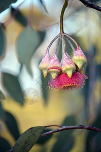 澳大利亚本地的银公主尤卡丽普图斯凯西亚Eucalyptus图片