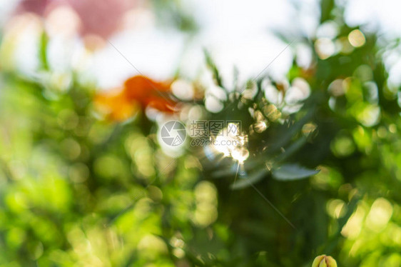 叶子和鲜花的柔软夏季背景图片