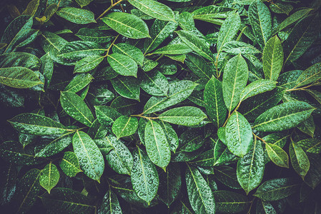 有水滴的绿叶夏天的雨自然背景图片