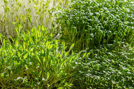阳光下的微型植物绿扁豆水芹小米和芝麻菜的芽绿色幼苗幼苗和子叶的正面图图片