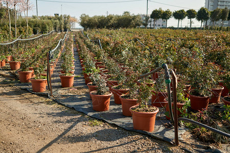灌木园艺店园艺店的罐子中灌木苗圃各种园艺背景