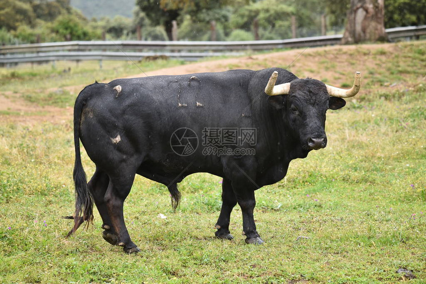 深度解析公牛战术布局关键球员表现引爆全场高潮时刻