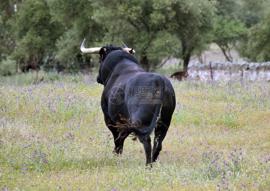 实时追踪公牛与魔术对抗精彩瞬间不容错过的赛事盛宴