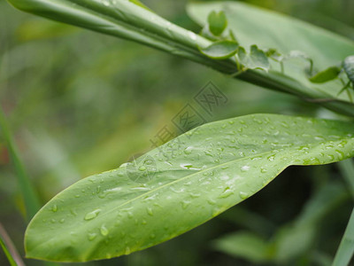 绿叶雨季特写滴雨模糊了绿色自然背景图片