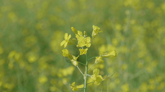 黄色油菜花在风中的花田图片