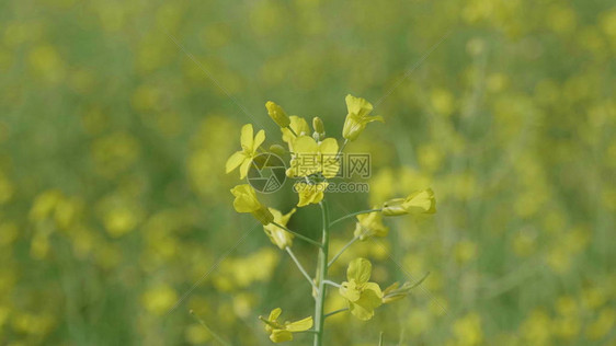 黄色油菜花在风中的花田图片