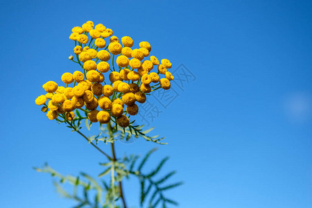 蓝色天空背景的黄野花黄色和蓝图片