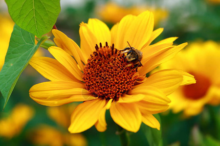 黄色花上的大黄蜂图片