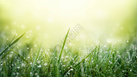 晨光下草甸田野上有露珠的绿草春天自然的清新和纯洁带有复制空间的背景图片