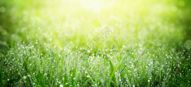 在草原上的绿草春光清晨露水夏日清图片
