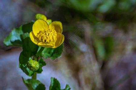 Buttercup一种属于青光眼家图片