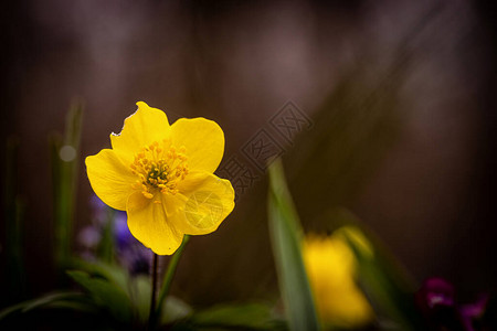 晚上春天草地上不完美的黄花背景图片