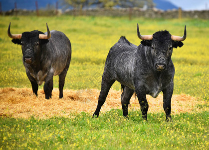 牛在西班牙图片
