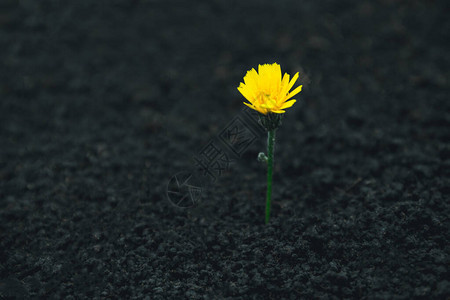 明亮的黄花从地上长出来图片