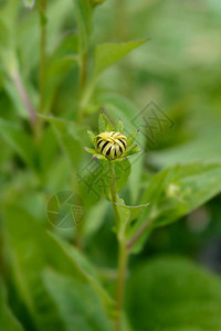 GoldsturmConeflower拉丁名Rudbeckiafulgidavar苏图片