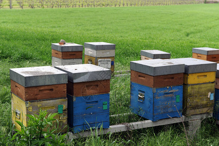蜜蜂生产蜂蜜的蜂巢细胞图片