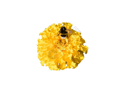 黄花上的大黄蜂在白图片