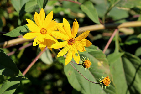 菊芋或helianthustuberosus或sunrootsunchoke或苹果草本多年生向日葵