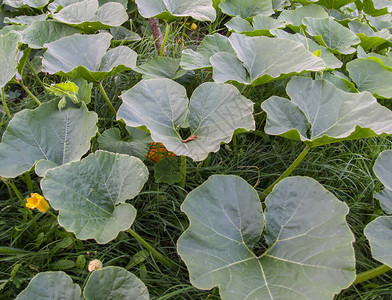 绿色树枝高清图片家用植物dieffenbachia的美丽大叶子厚绿色树枝高清