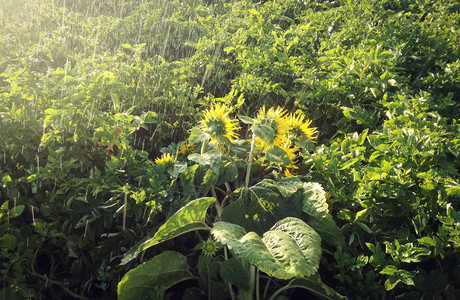 水滴的爆炸花园里的人工雨在西班牙为自给足农业种植的产品土豆中间的向日图片