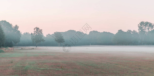 草原和树木在黎明的雾中图片