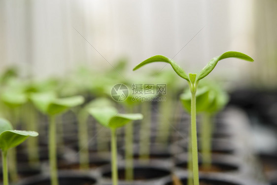 块状板的梅子种植园近距离射图片