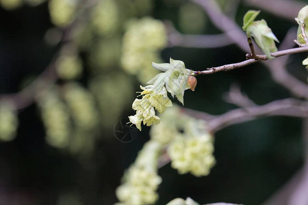 Corylopsisglabrescens灌木的花背景图片