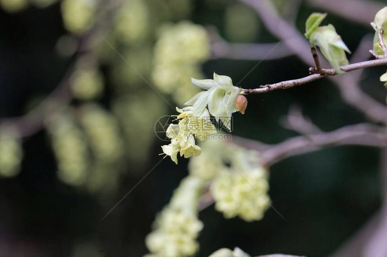 Corylopsisglabrescens灌木的花图片
