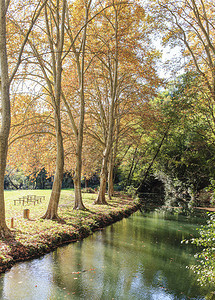 法国南部的一排梧桐树图片