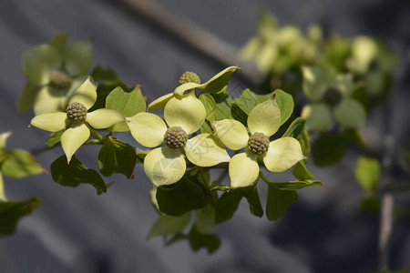 开花的山茱萸Teutonia拉丁名CornuskousaTe图片