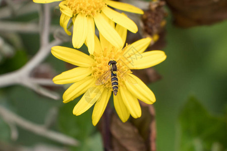 黄色雏菊花上的SyrphidaeHoverfly昆虫图片