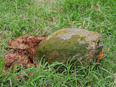一只小乌龟停止在湿草地上挖洞让背景图片